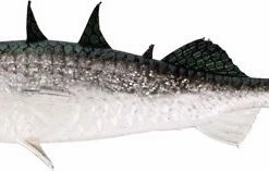 Westin Stanley The Stickleback Shadtail 7,5cm 4g Headlight 6pcs